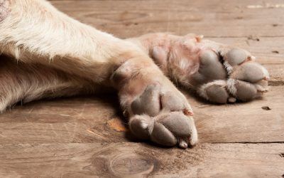 Cuidando las Almohadillas de tu Perro: Cómo Prevenir y Tratar Quemaduras