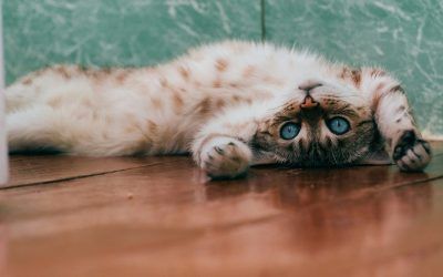 Cómo Detectar y Tratar el Estrés en tu Gato: Consejos para Propietarios