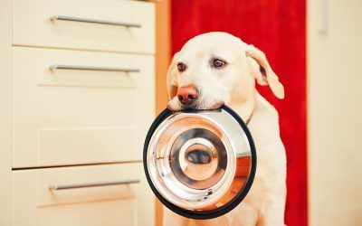 ¿Cuántas Veces Debe Comer un Perro?