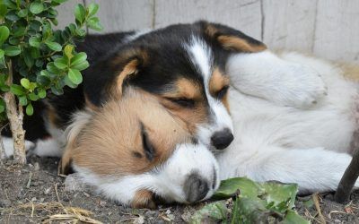 ¿Cuántas Horas Duerme un Perro? Factores que Afectan el Sueño Canino