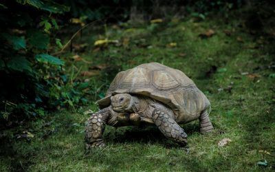 ¿Qué come la tortuga de tierra?