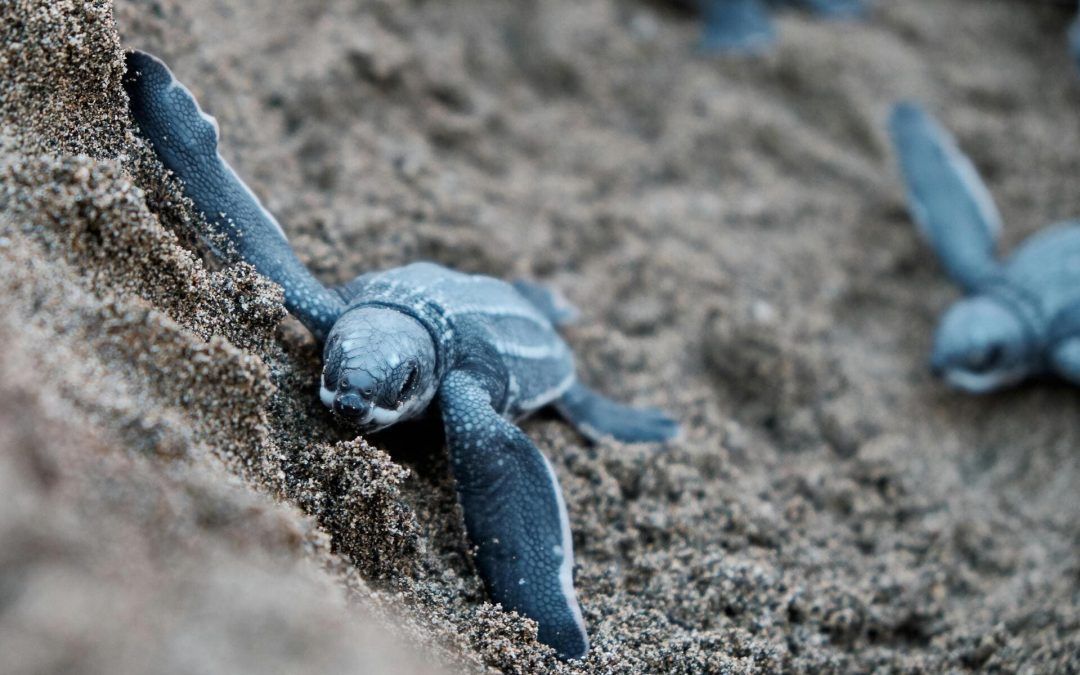Diferencias Entre Tortugas de Agua y Tierra: Guía para Identificarlas y Cuidarlas