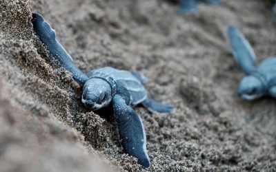 Diferencias Entre Tortugas de Agua y Tierra: Guía para Identificarlas y Cuidarlas