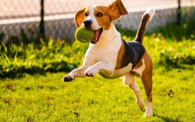 Las Increíbles Cualidades de los Perros: Compañeros Ideales