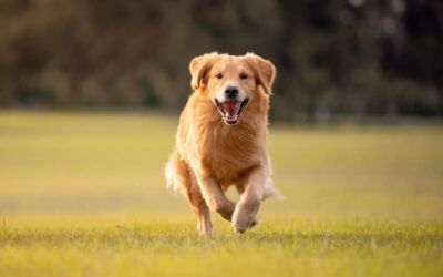Jadeo en Perros: Causas Comunes y Cómo Aliviarlo