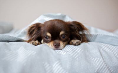 ¿Por Qué Mi Perro No Quiere Comer?