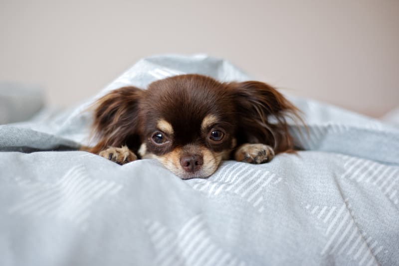 ¿Por Qué Mi Perro No Quiere Comer?