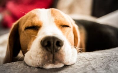 50 Nombres para Perros Hembras: Ideas Únicas y Originales