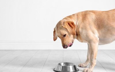 ¿Los Perros Pueden Comer Camarones? Todo lo que Necesitas Saber