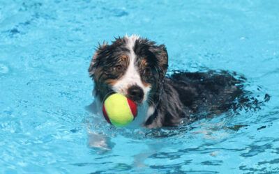 Piscinas para Perros en Quito: Diversión y Bienestar para tu Mascota