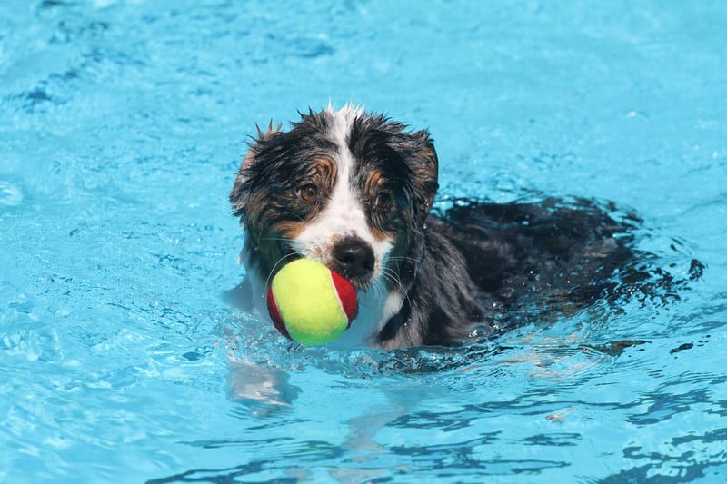 Piscinas para Perros en Quito: Diversión y Bienestar para tu Mascota