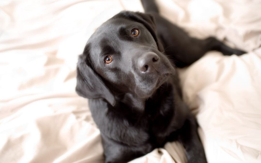 Labrador Retriever: El Compañero Perfecto para Toda la Familia