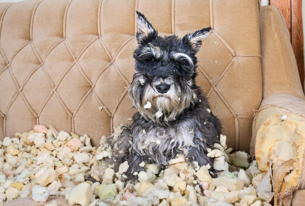 Ansiedad en Perros: Causas, Síntomas y Soluciones Efectivas