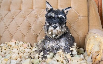 Ansiedad en Perros: Causas, Síntomas y Soluciones Efectivas
