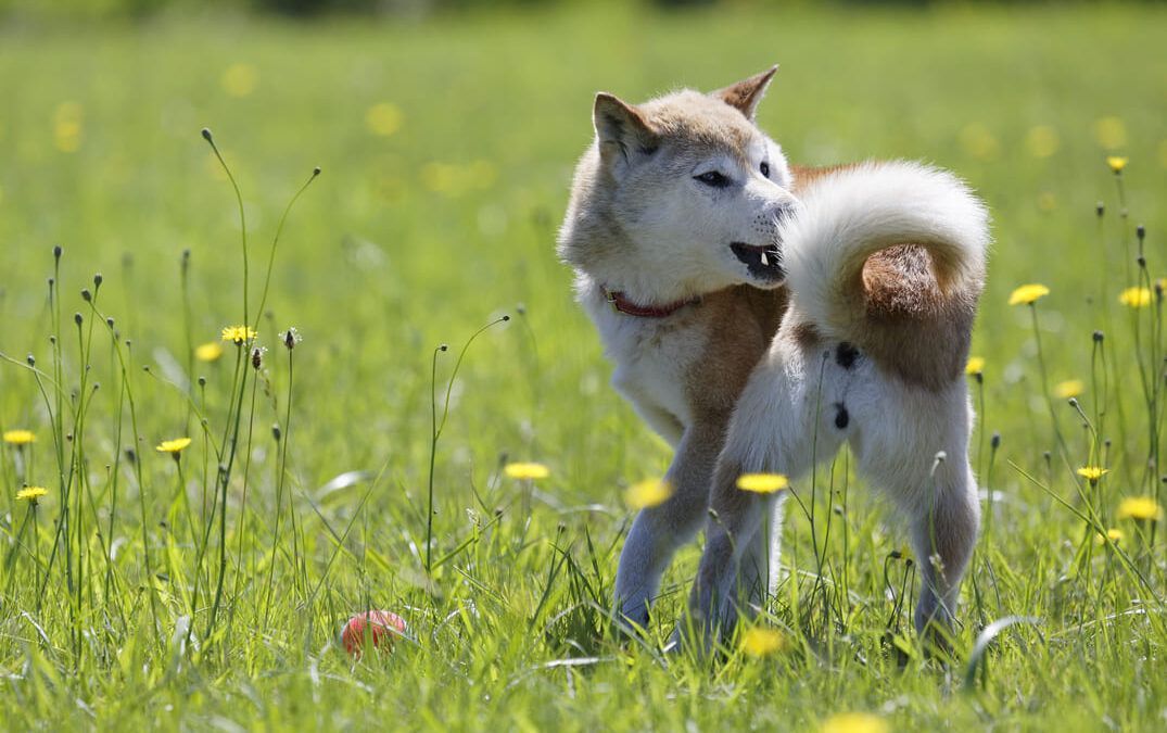 ¿Por qué Mueven la Cola los Perros? Descubre lo que tu Mascota Quiere Decirte