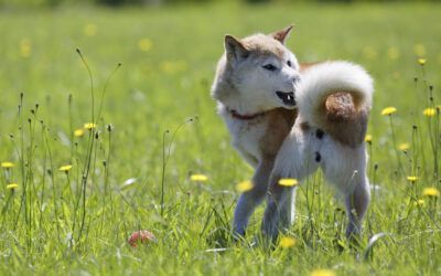 ¿Por qué Mueven la Cola los Perros? Descubre lo que tu Mascota Quiere Decirte