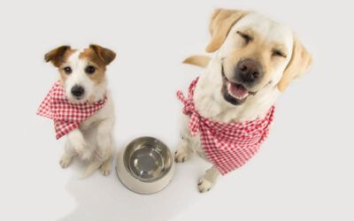 ¿Los Perros Pueden Comer Pescado?