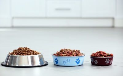 Las Mejores Marcas de Comida para Perros en Ecuador