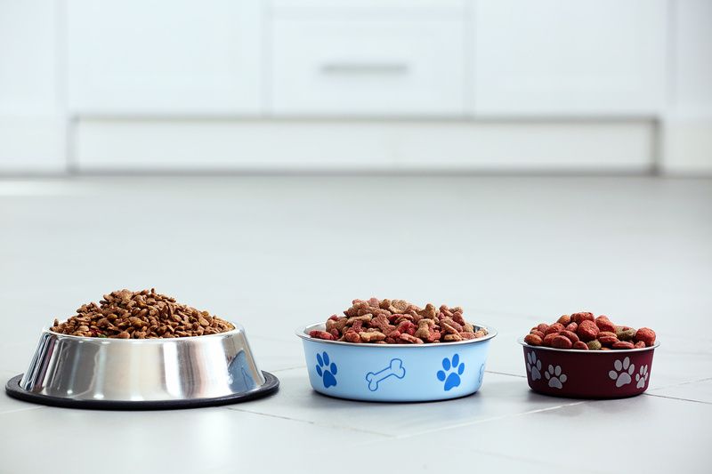 Las Mejores Marcas de Comida para Perros en Ecuador