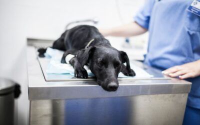 ¿Cuánto cuesta la eutanasia para perros en Ecuador?